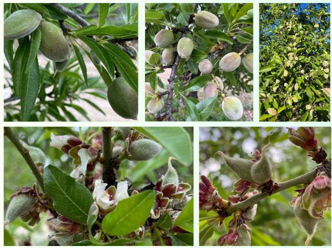 Amandes : Une saison qui s’annonce prometteuse - Tradifruit