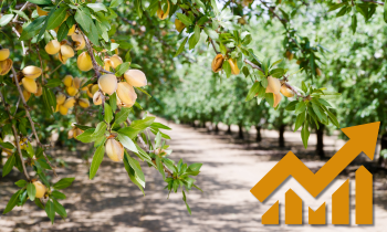 Récolte d'amandes 2026 : Volumes en hausse - Tradifruit
