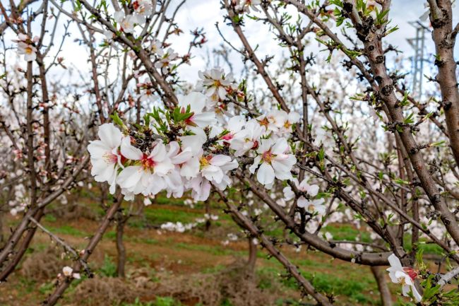 Floraison des amandiers : Une saison intense - Tradifruit