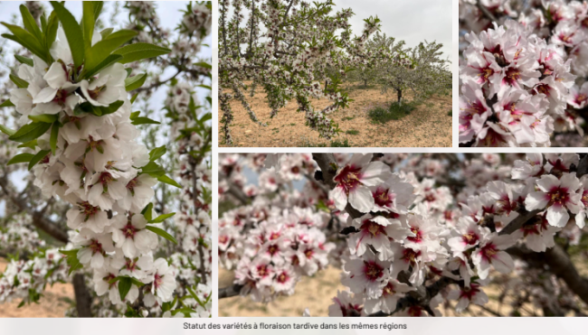 Amandes: Évolution positive dans les plantations - Tradifruit