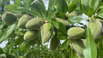 Amandes : Récolte en vue, marché sous tension - Tradifruit
