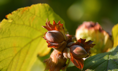 Noisette française : 2026 sera-t-elle l'année du renouveau ? - Tradifruit