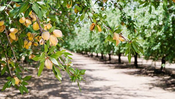 Rapport de Marché Semaine 22 - 2025 - Tradifruit