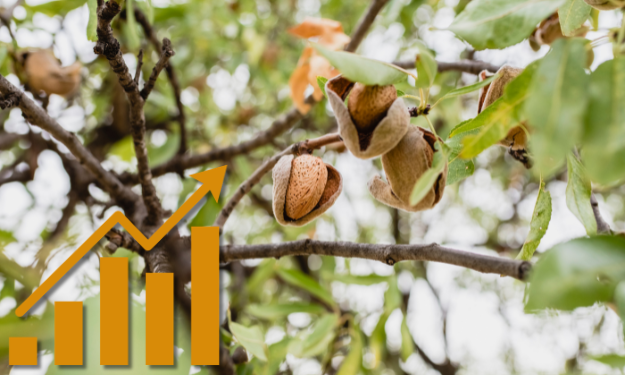 Amandes: Les premiers signes d'un marché plus ferme - Tradifruit