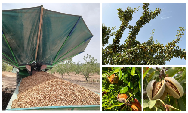 Amandes d’Espagne : Début officiel de la récolte 2026 - Tradifruit