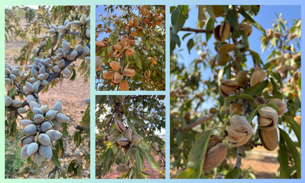 Amandes : Une récolte espagnole fragilisée par la sécheresse - Tradifruit