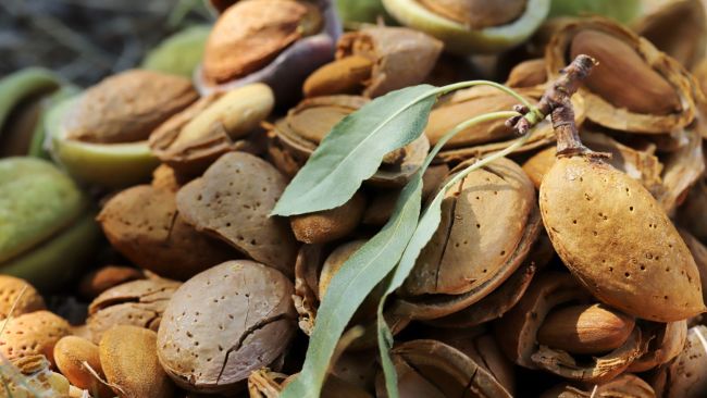 Le marché se fige avant décembre - Tradifruit