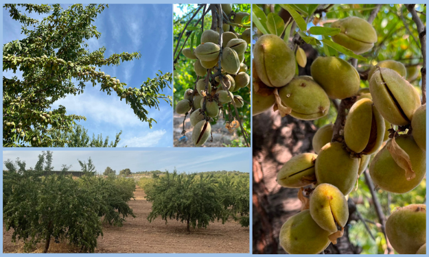 Murcie : Les premières variétés d'amandes s'ouvrent - Tradifruit