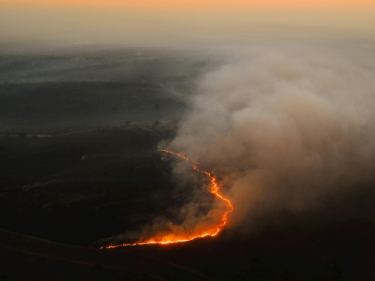 Incendies : Quel impact sur la filière des fruits à coque - Tradifruit