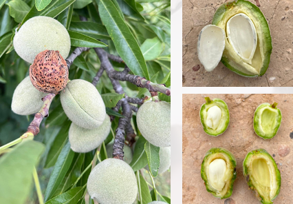 Amande : Une campagne solide malgré les gelées - Tradifruit