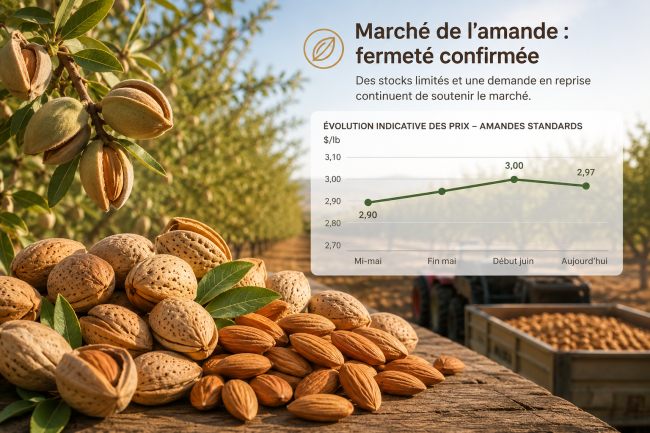 Marché de l’amande : Des prix toujours soutenu - Tradifruit